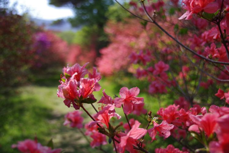 IMGP7748 scaled 八幡ツツジ群落