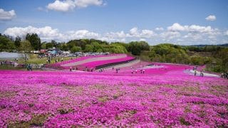 市貝町芝ざくら公園