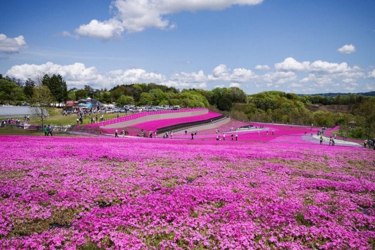 市貝町芝ざくら公園