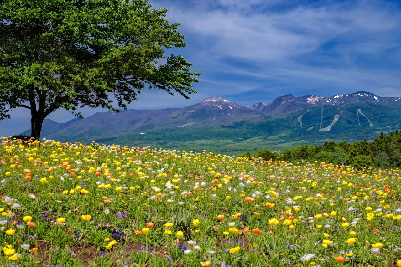 週末は那須の森でリフレッシュ。都会の喧騒を忘れる、心豊かなセカンドライフ