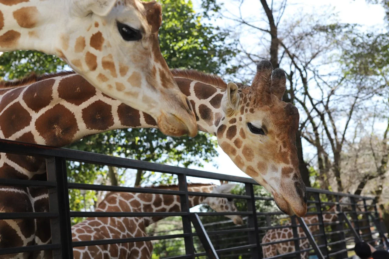 宇都宮動物園