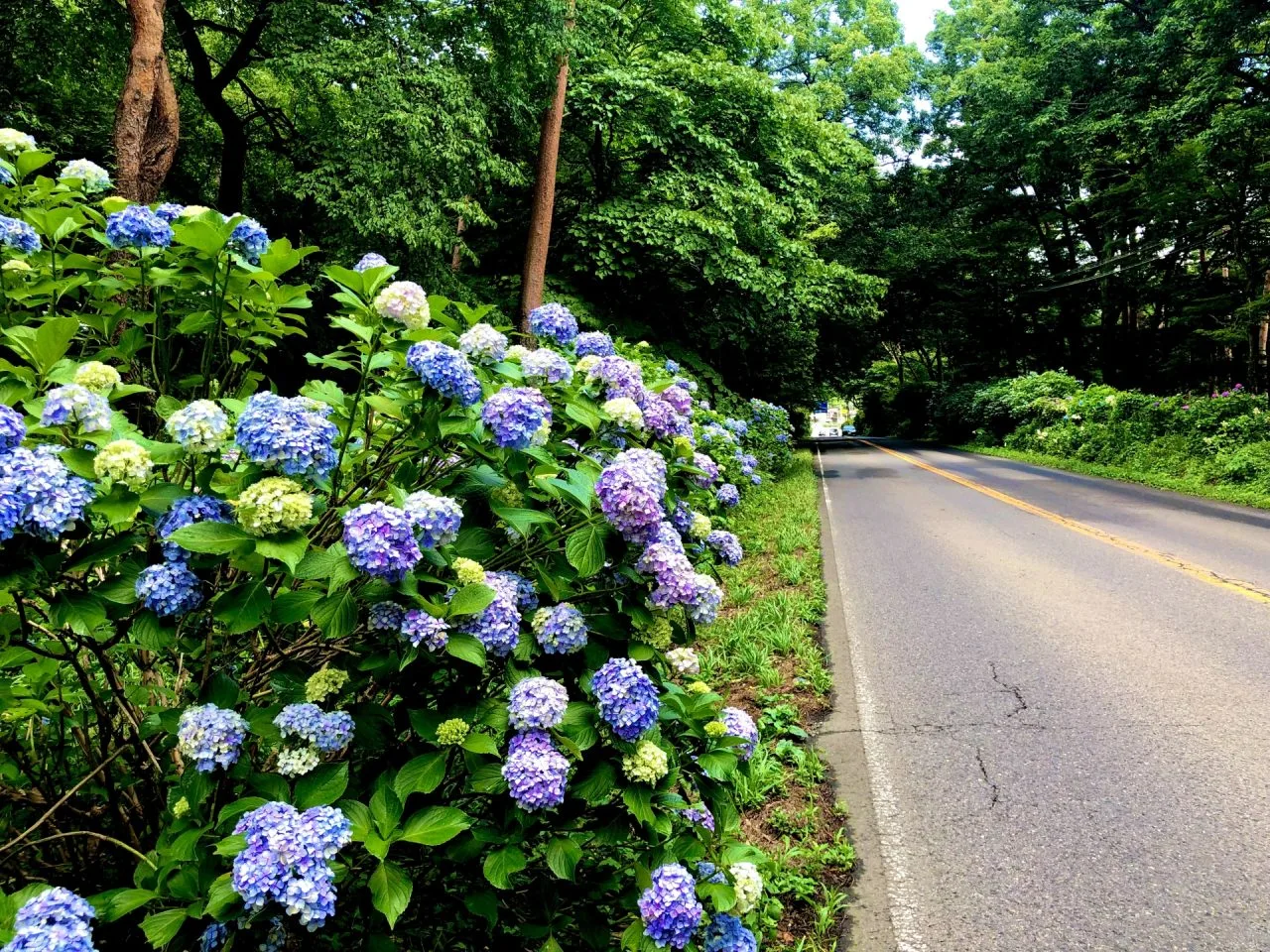 【栃木ドライブ紀行】リゾートから荒涼たる火山へ！「那須高原線（旧ボルケーノハイウェイ）」完全攻略ガイド